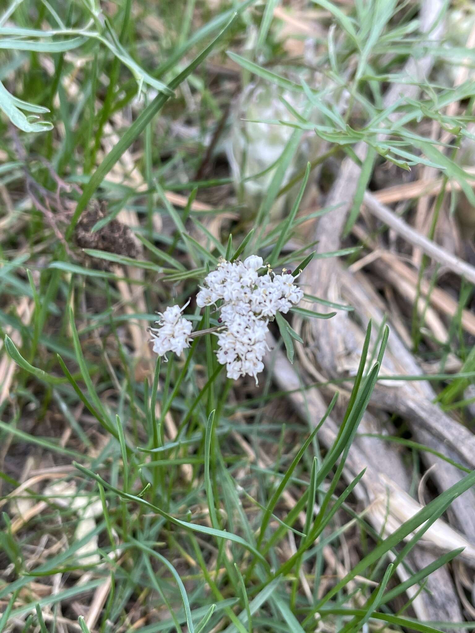 Image of Geyer's biscuitroot