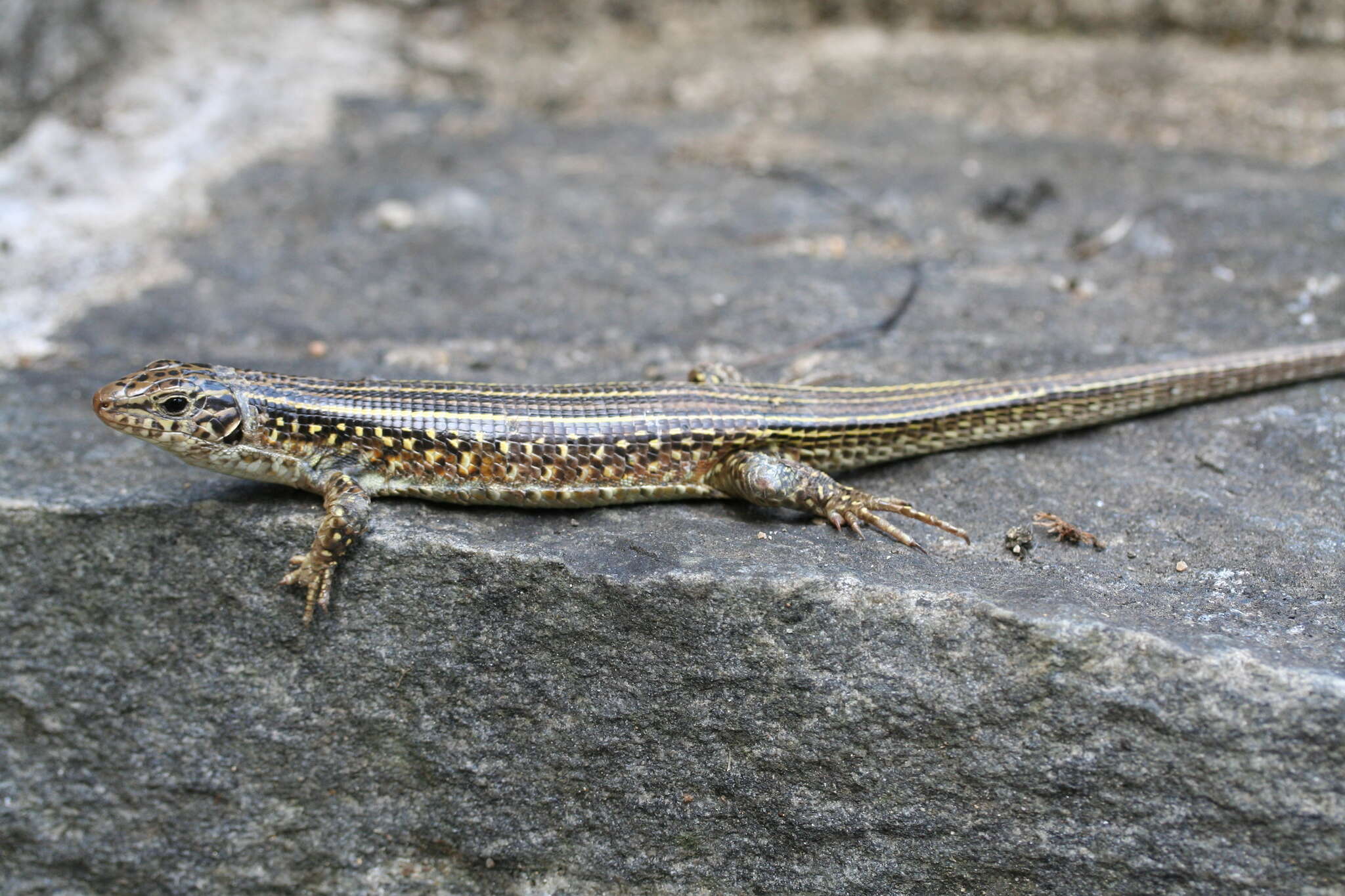 Image of Ornate Girdled Lizard