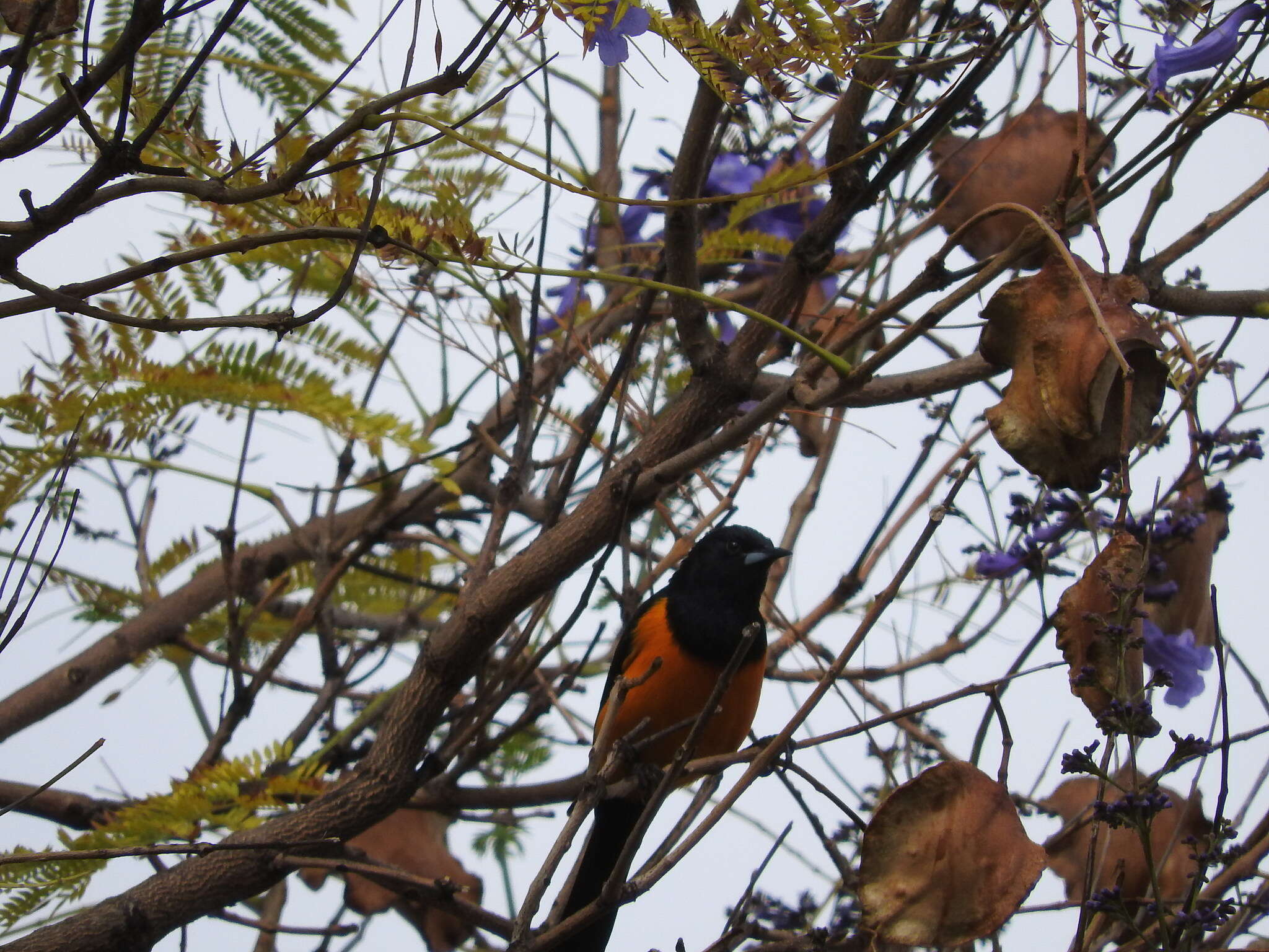 Image of Black-vented Oriole