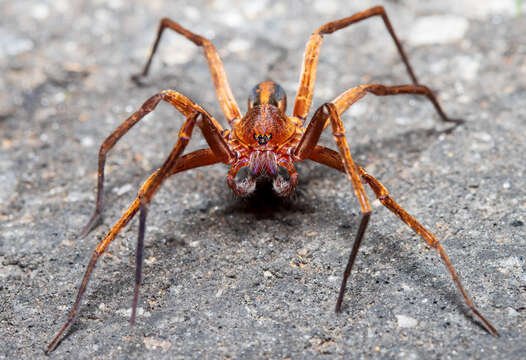 Image of Isoctenus coxalis (F. O. Pickard-Cambridge 1902)