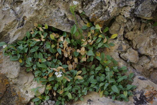 Image of Valeriana saxicola C. A. Mey.