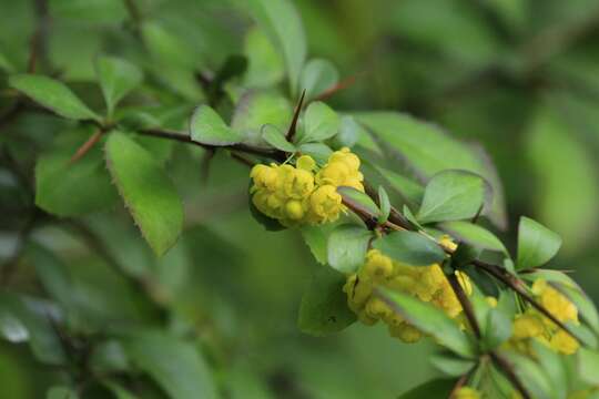 Image of Berberis aristata DC.