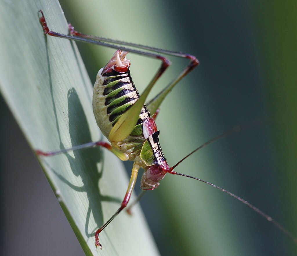 Metaplastes ornatus (Ramme 1931) resmi