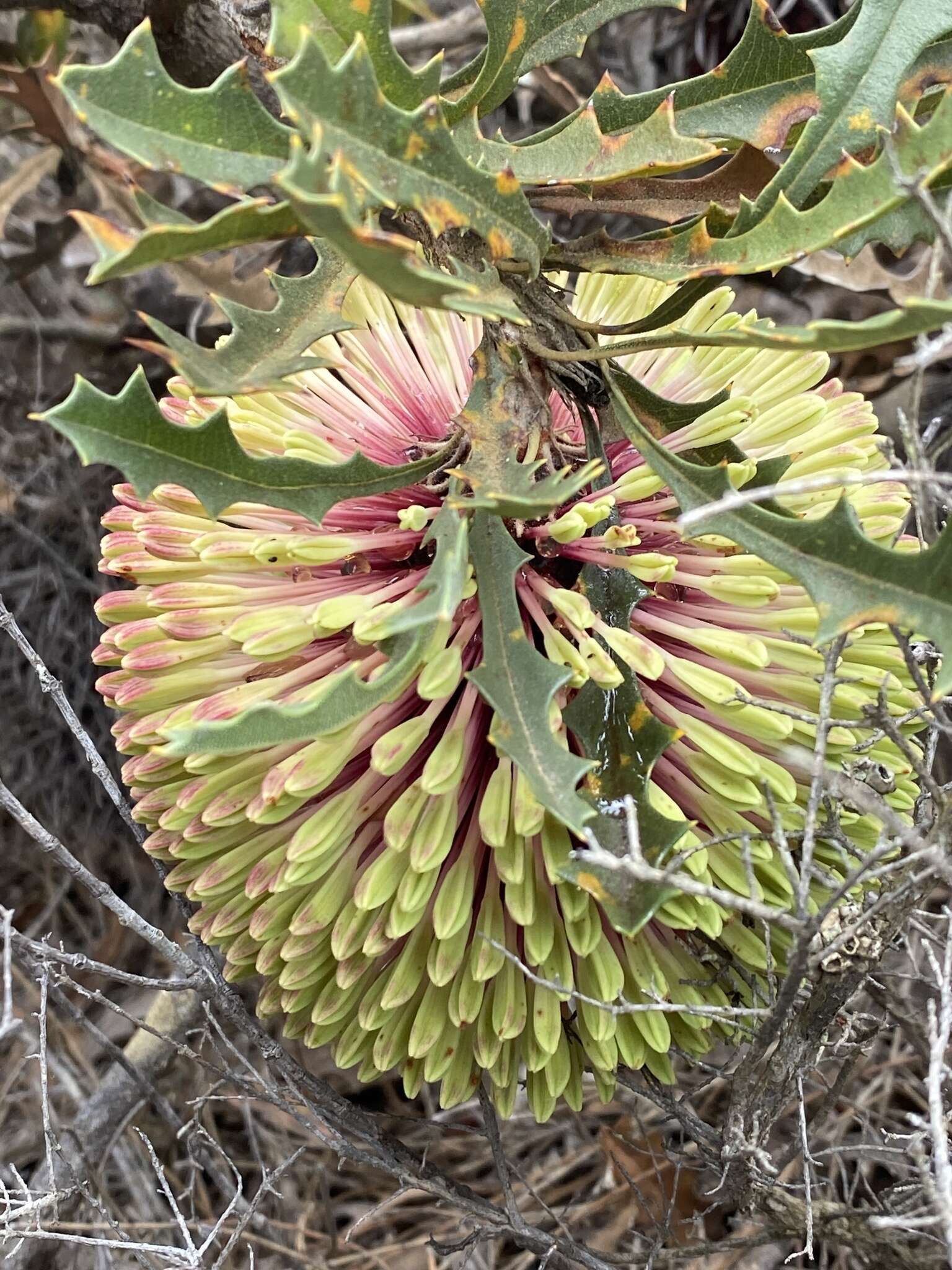 Sivun Banksia aculeata A. S. George kuva