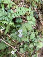 Image of Sanicula petagnioides Hayata