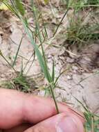 Image of Hall's panicgrass