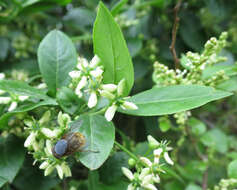 Image of Common spindle tree