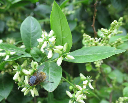 Imagem de Euonymus europaeus L.