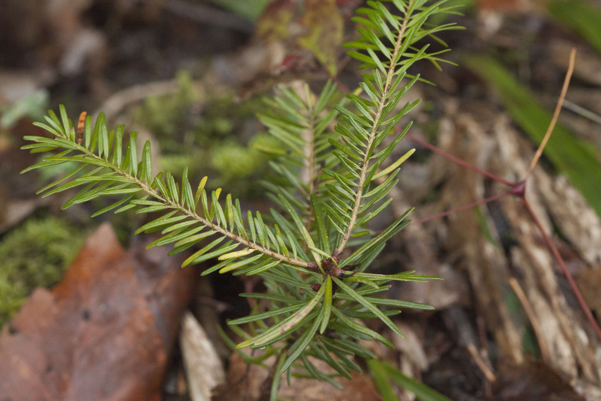 Image of Caucasian Fir