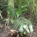 Image of wax palm