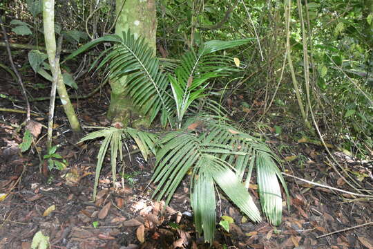 Image of wax palm