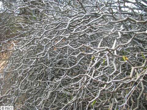 Image of Decarya madagascariensis Choux