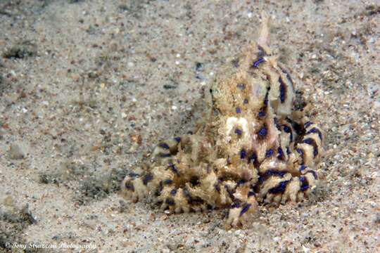 Image of Blue-lined octopus