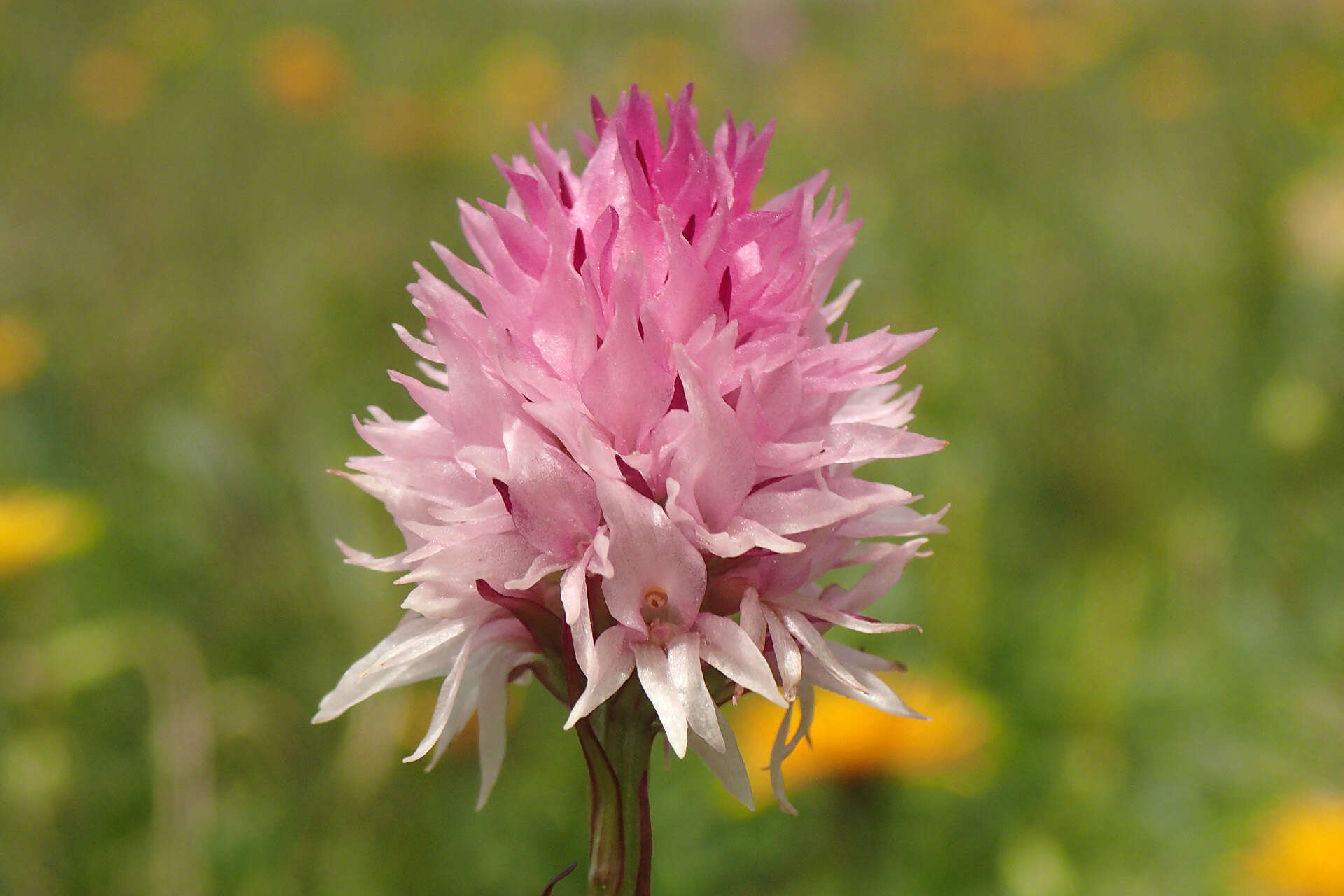 Image of Gymnadenia lithopolitanica (Ravnik) Teppner & E. Klein