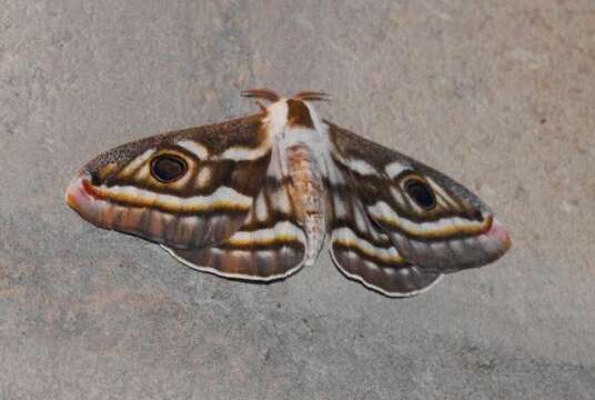 Image of Apollo Marbled Emperor