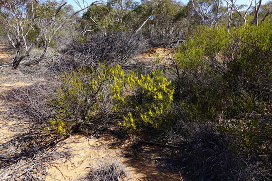 Imagem de Acacia sclerophylla var. sclerophylla