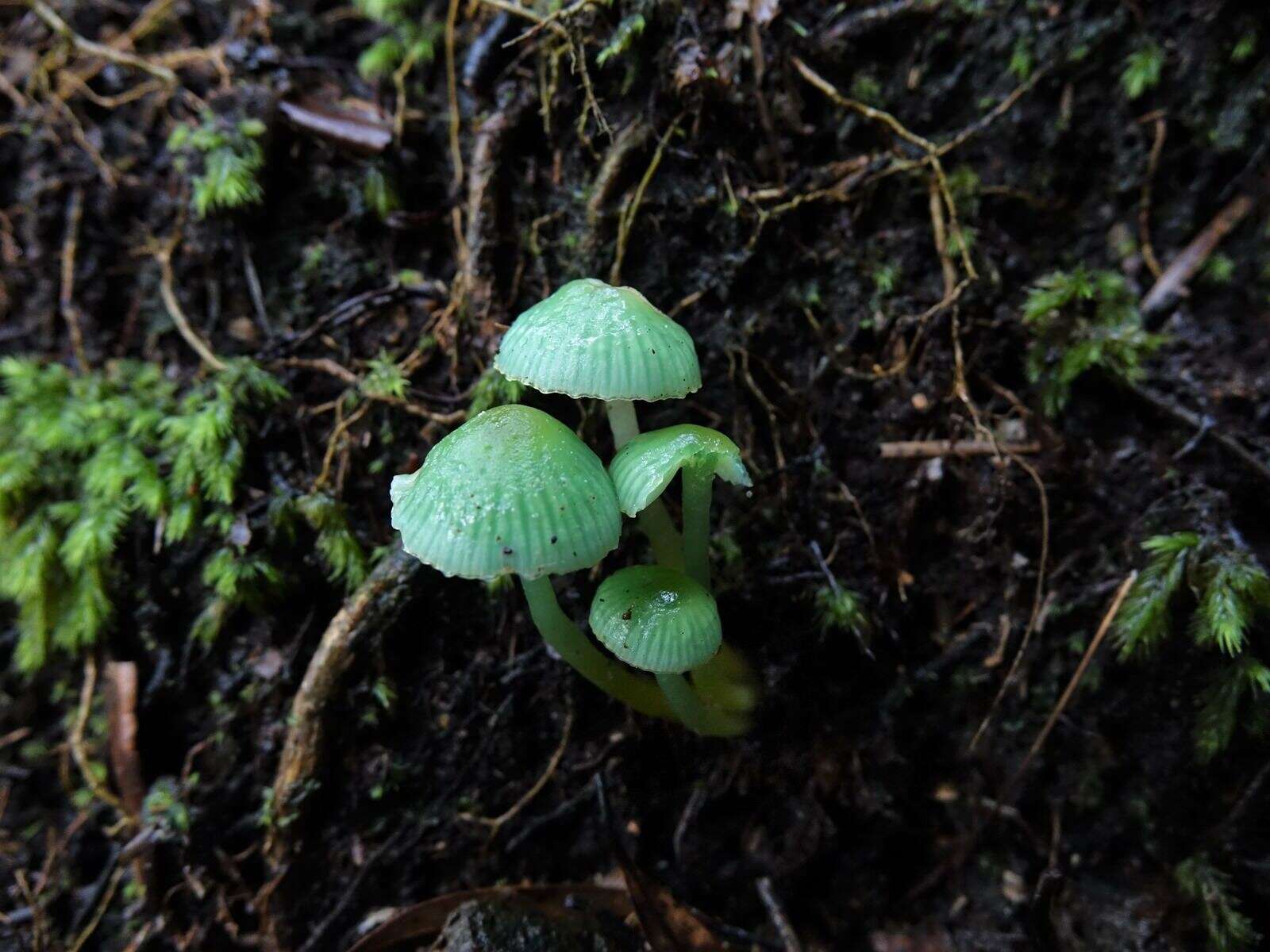 Image of Gliophorus viridis (G. Stev.) E. Horak 1971