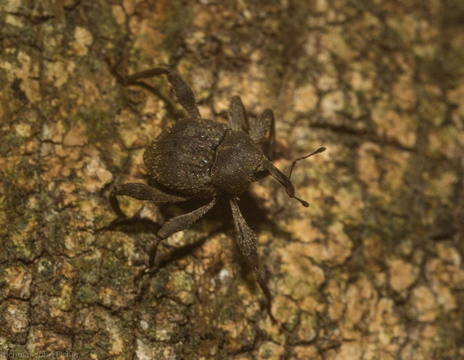 Image of Onidistus araneus Pascoe 1870