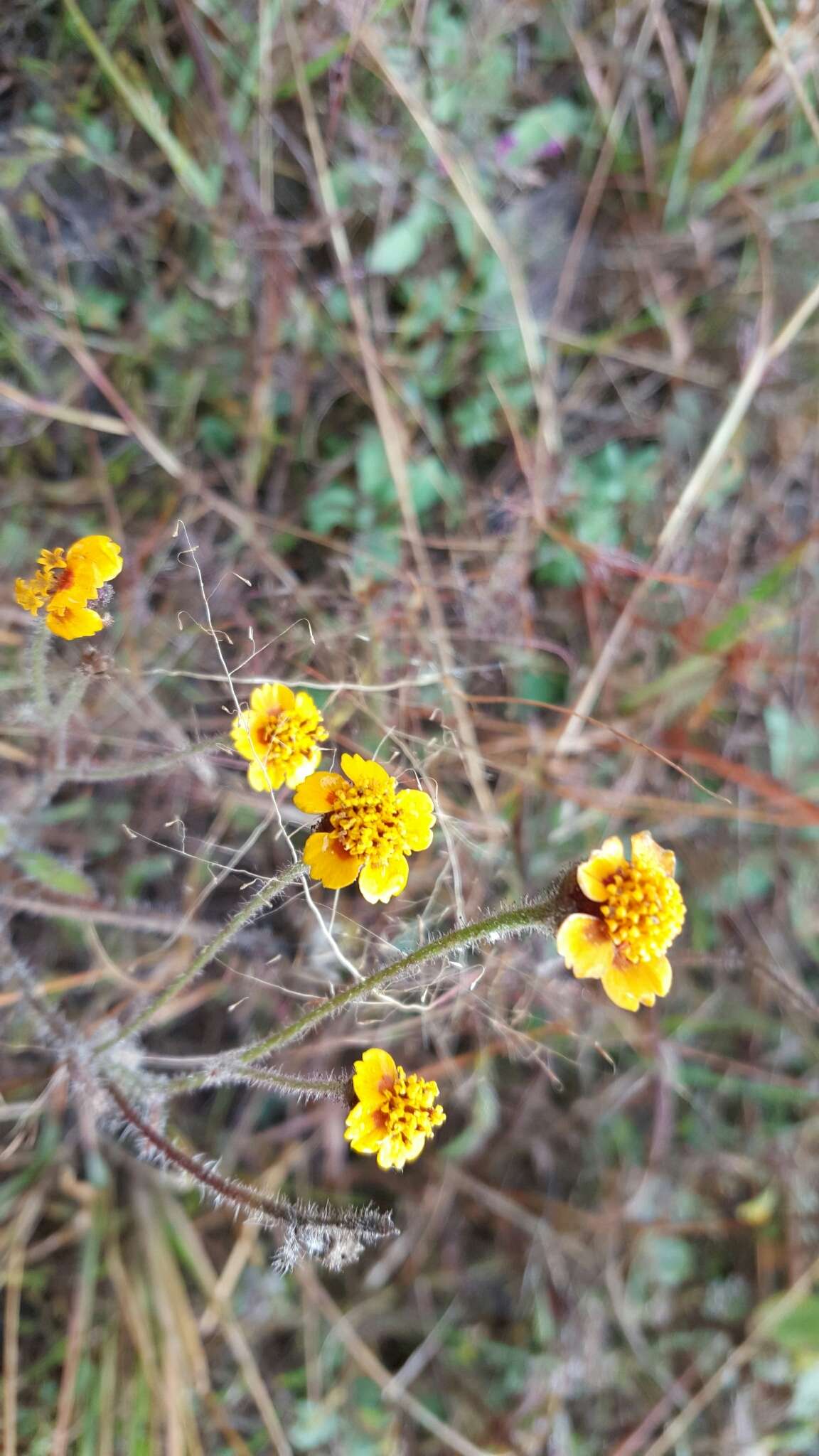 Image de Tridax trilobata (Cav.) Hemsl.