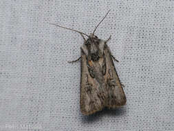 Agrotis vestigialis Hüfnagel 1766的圖片