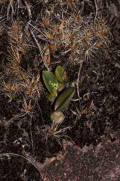 Image of Cattleya pabstii (F. E. L. Miranda & K. G. Lacerda) Van den Berg