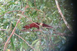 Image of Callosciurus finlaysonii annellatus Thomas 1929