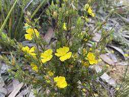 Hibbertia prostrata Hook. resmi