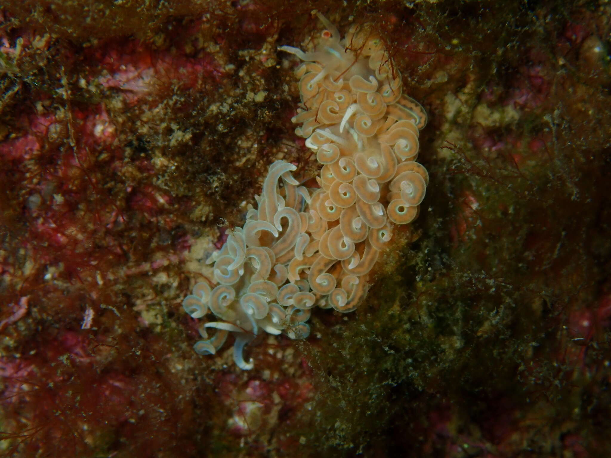 Image of coral nudibranch