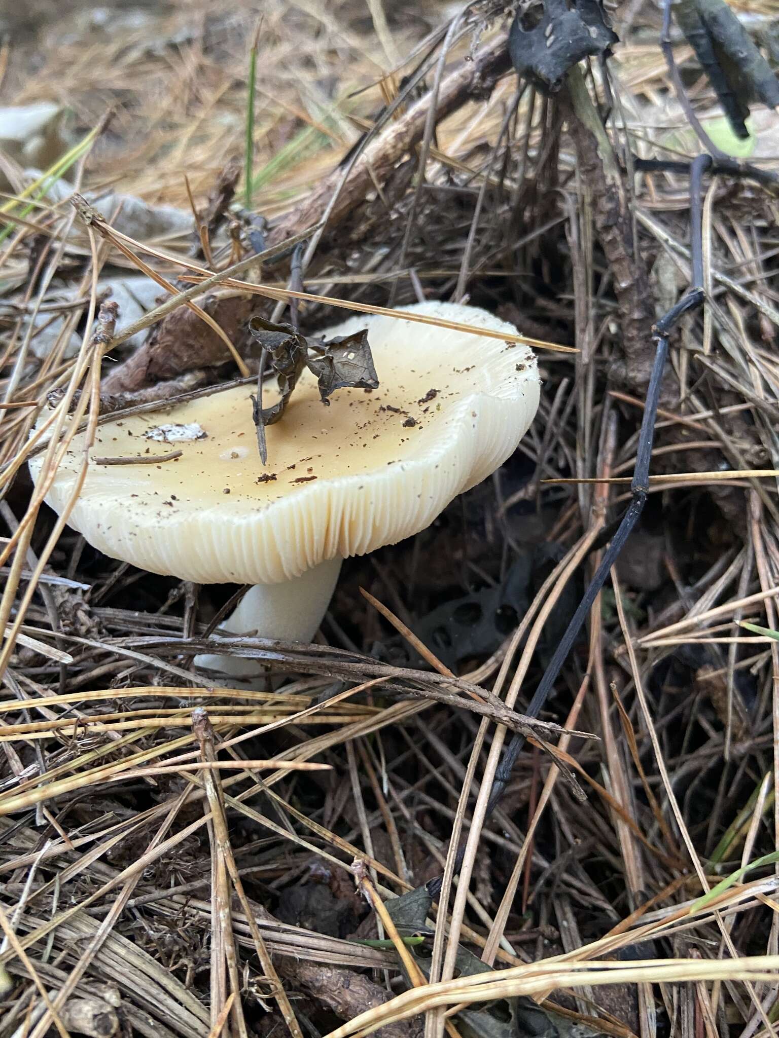 Image of gemmed Amanita