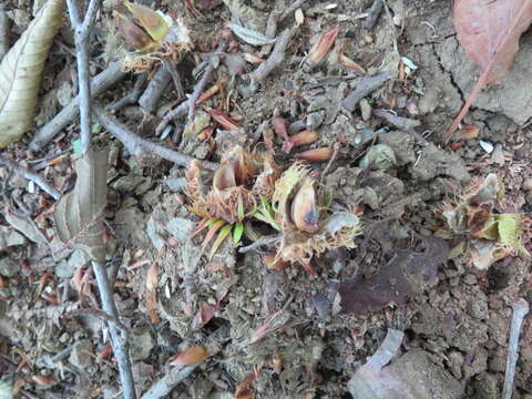 Image de Fagus crenata Blume