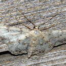 Image de Idaea contiguaria Hübner 1798