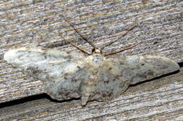 Image de Idaea contiguaria Hübner 1798