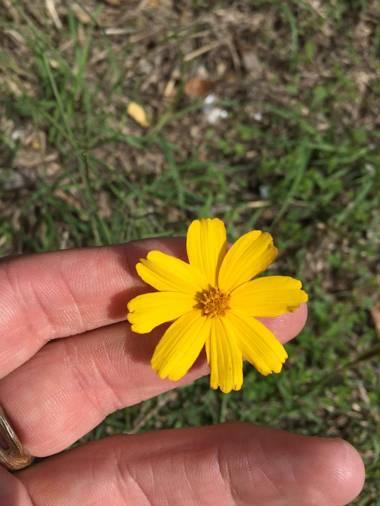 Image de Thelesperma simplicifolium (A. Gray) A. Gray