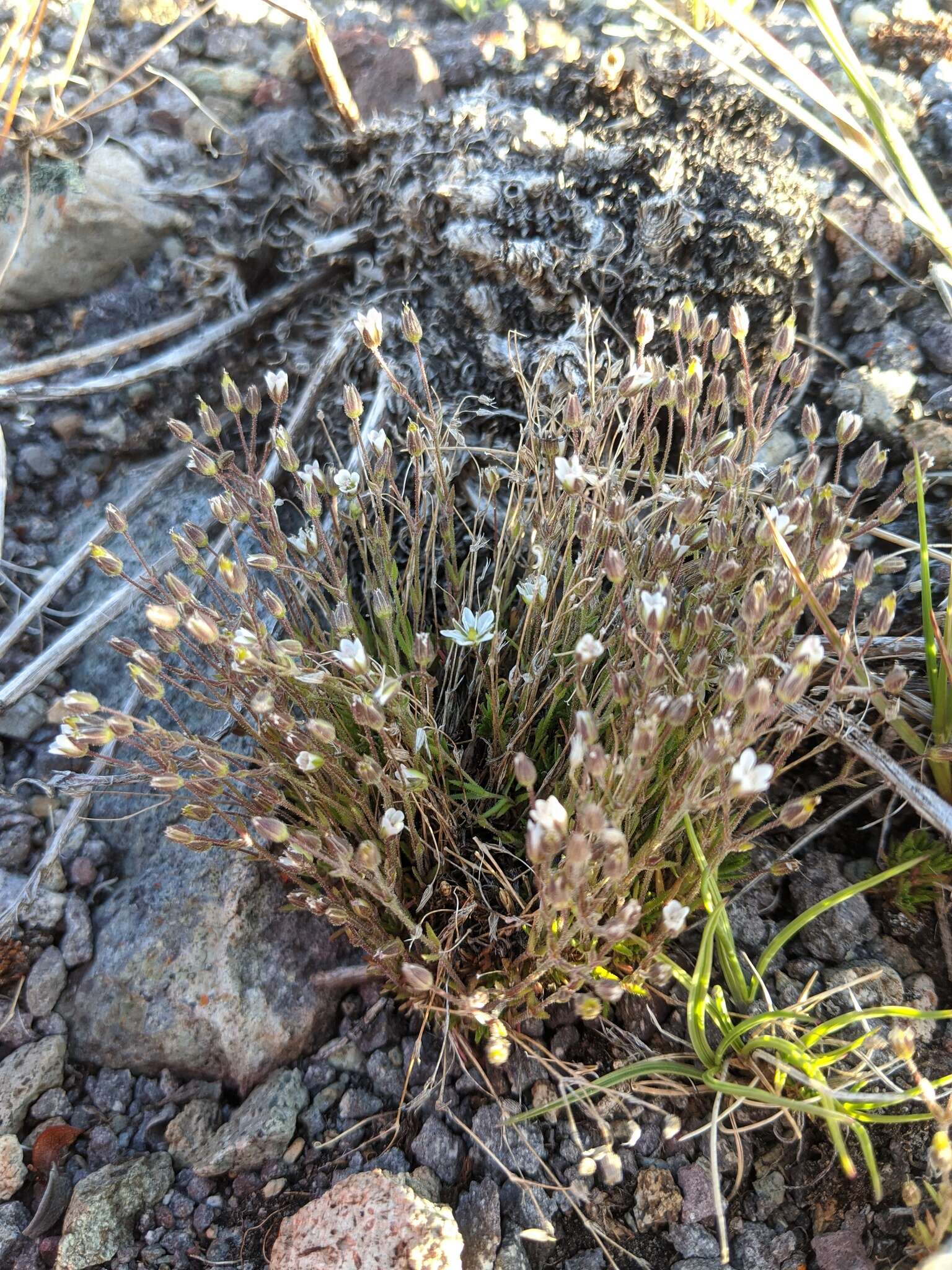 Plancia ëd Sabulina rubella (Wahlenb.) Dillenb. & Kadereit