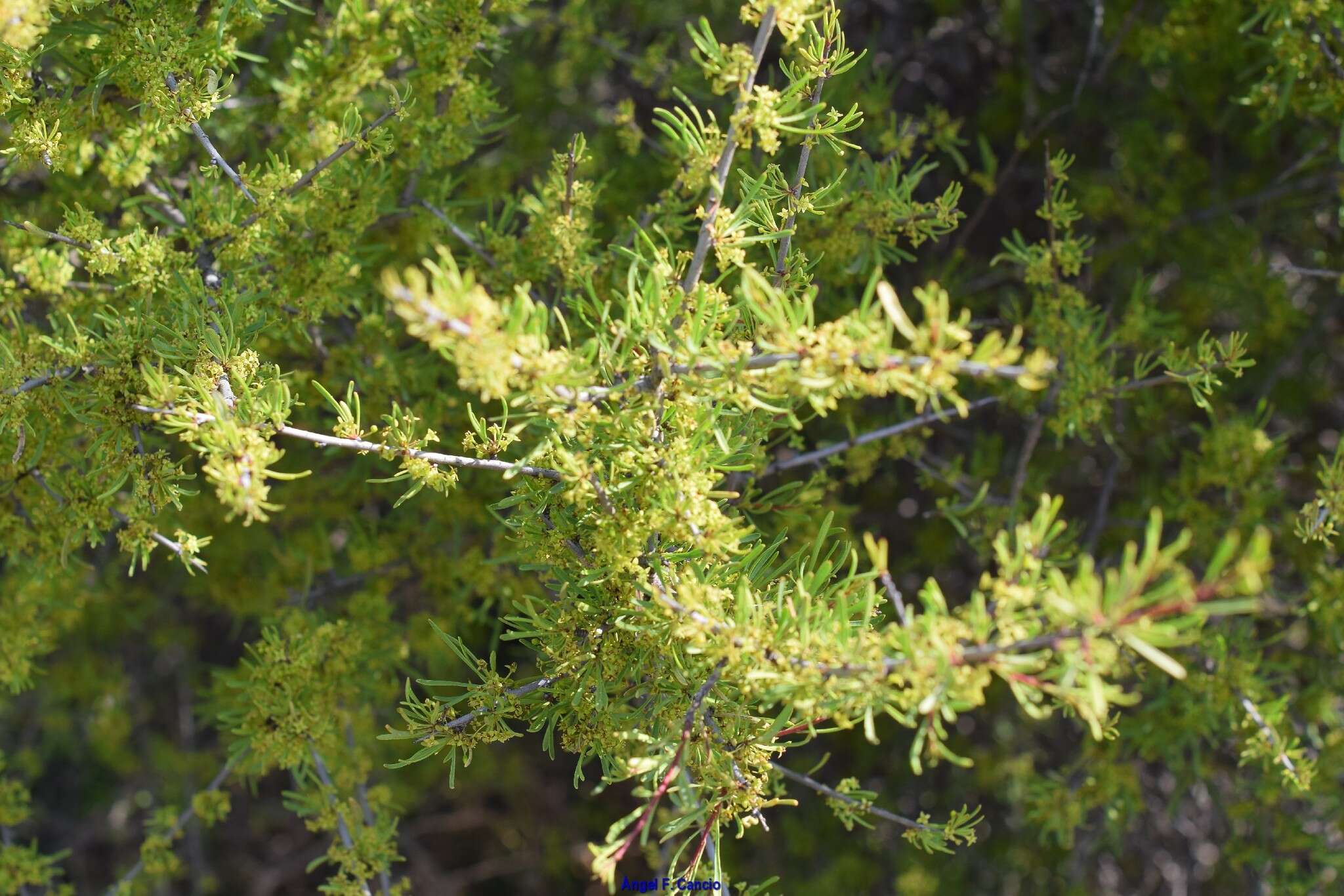 Image of European buckthorn