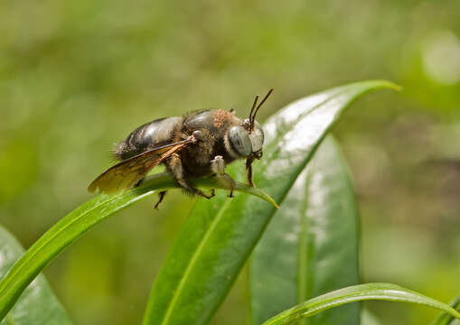 Image de Xylocopa dejeanii Lepeletier 1841