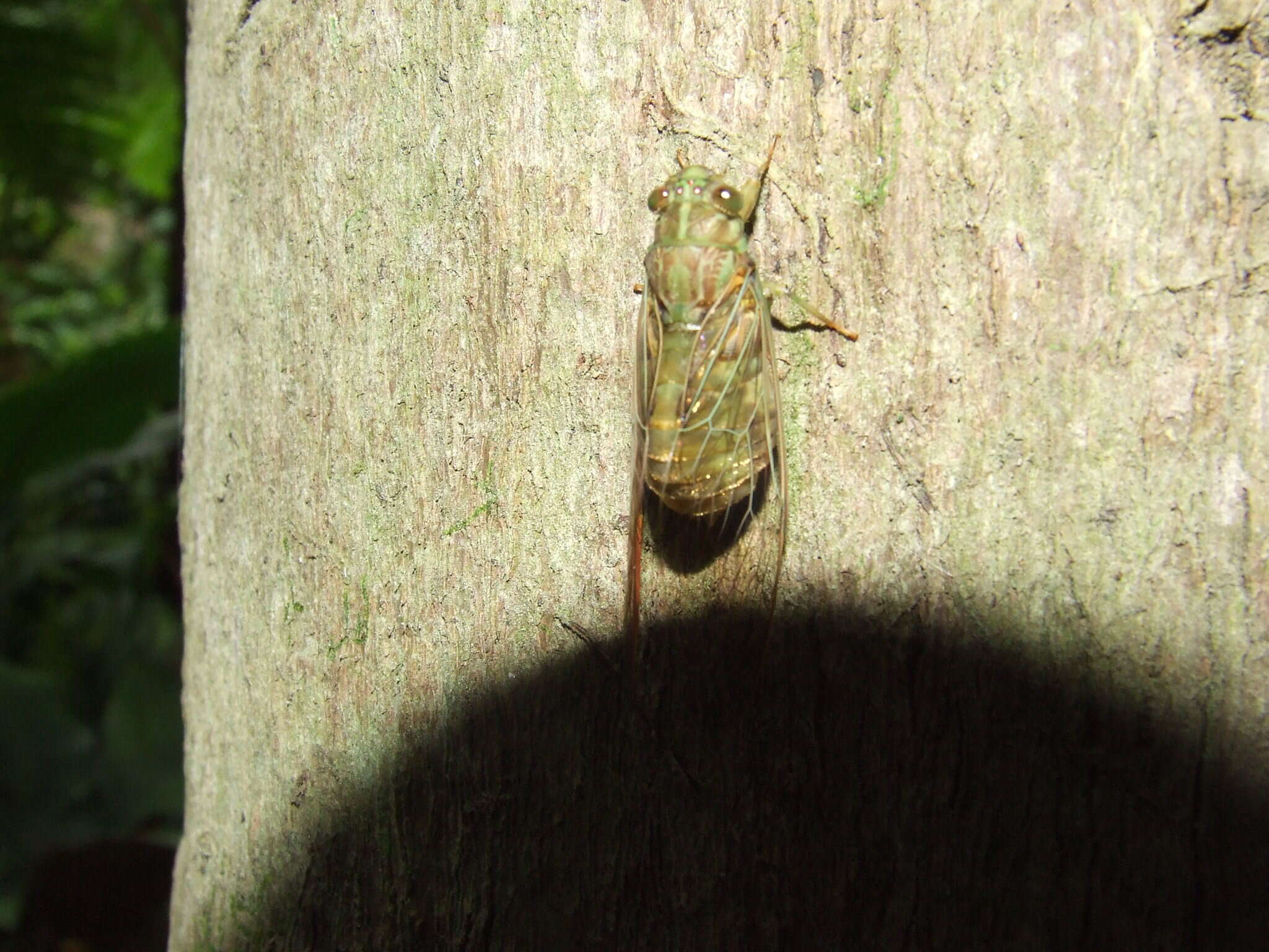 Image of Chlorocysta suffusa (Distant 1907)