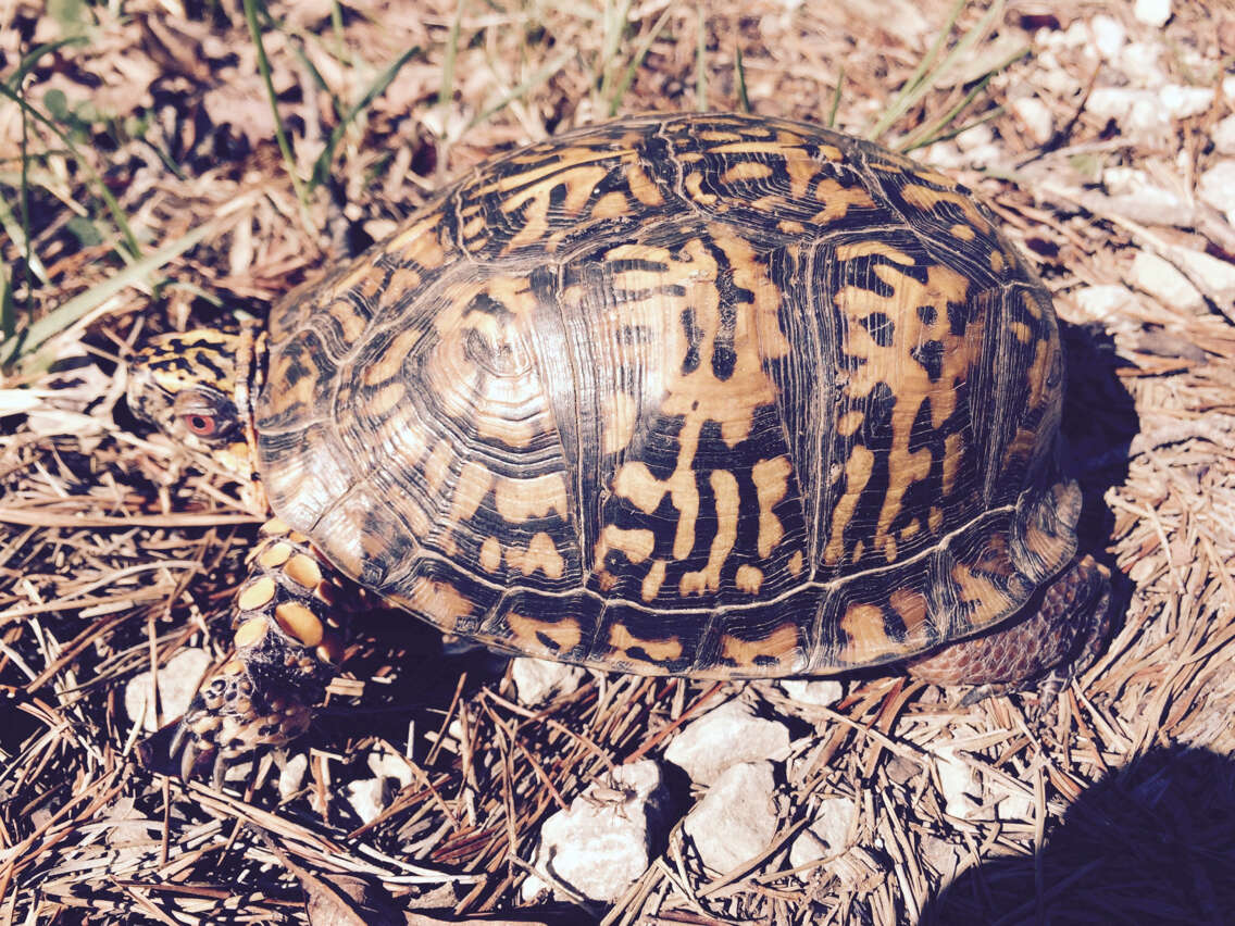 Image of Eastern box turtle