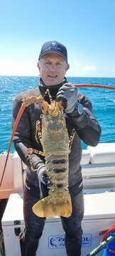 Image of Ornate Spiny Lobster