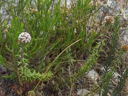 Image of Stoebe cyathuloides Schltr.