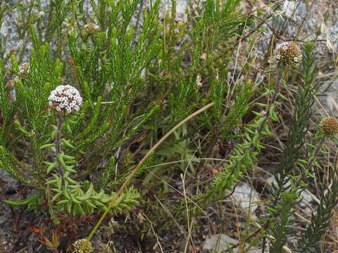 Image of Stoebe cyathuloides Schltr.