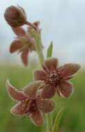 Image of Aspidoglossum biflorum E. Mey.