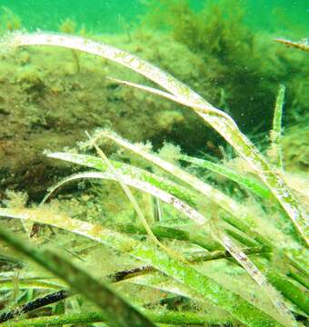 Image of Southern Gulf pipefish