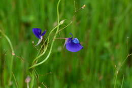 Image of Net Veined Bladderwort