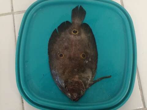 Image of Three-spot flounder