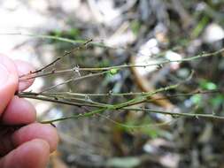 Image of Cordyline pumilio Hook. fil.