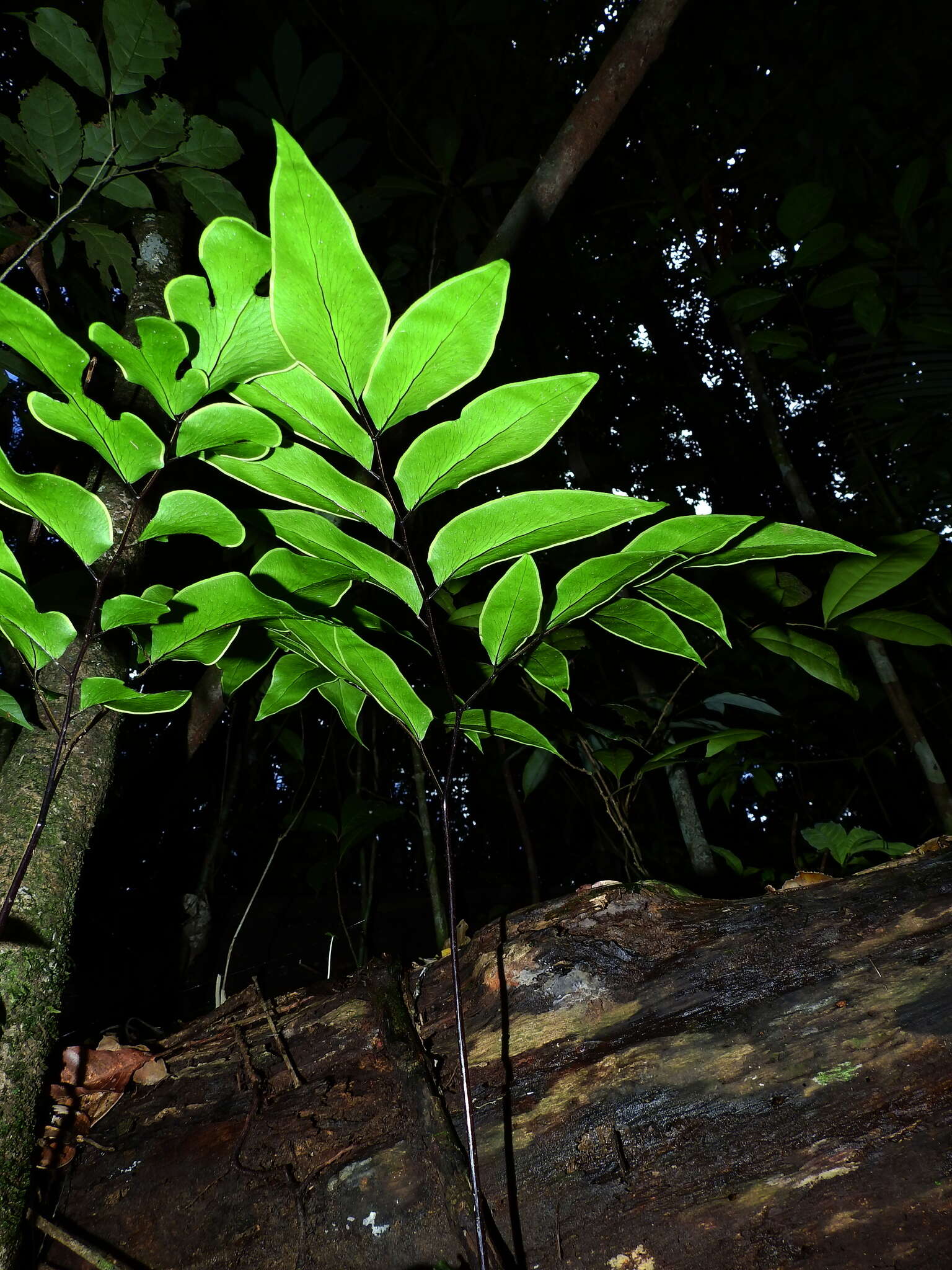 Image of Adiantum adiantoides (J. Sm.) C. Chr.