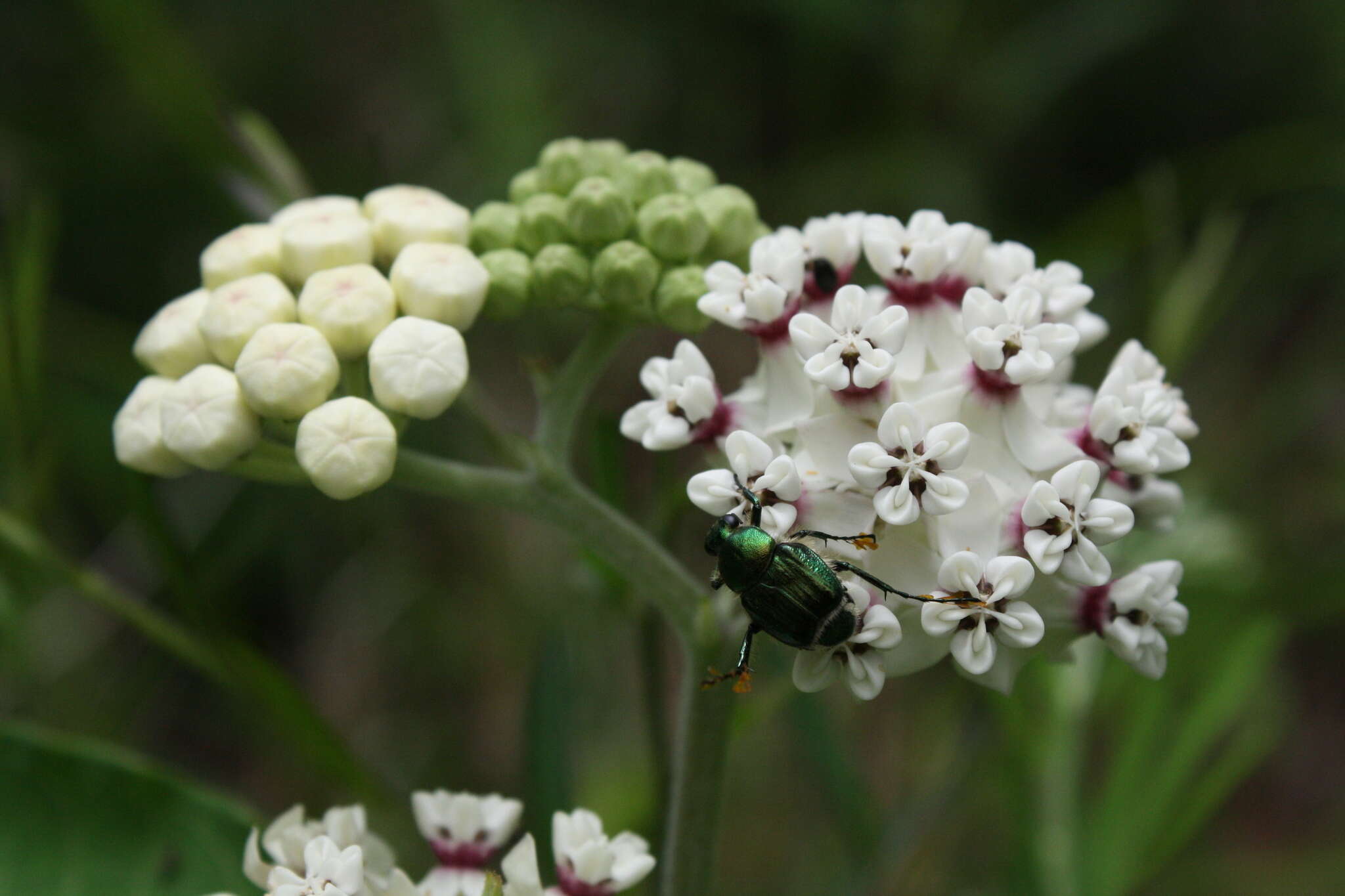 Image of redring milkweed