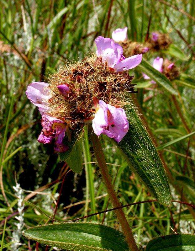 Imagem de Argyrella phaeotricha (Hochst.) Naud.