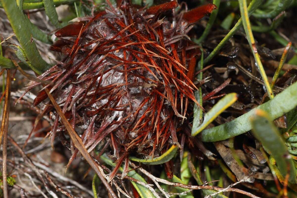 Image of Protea aspera Phillips